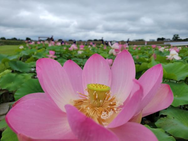 蓮の開花状況