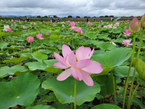 蓮の開花状況