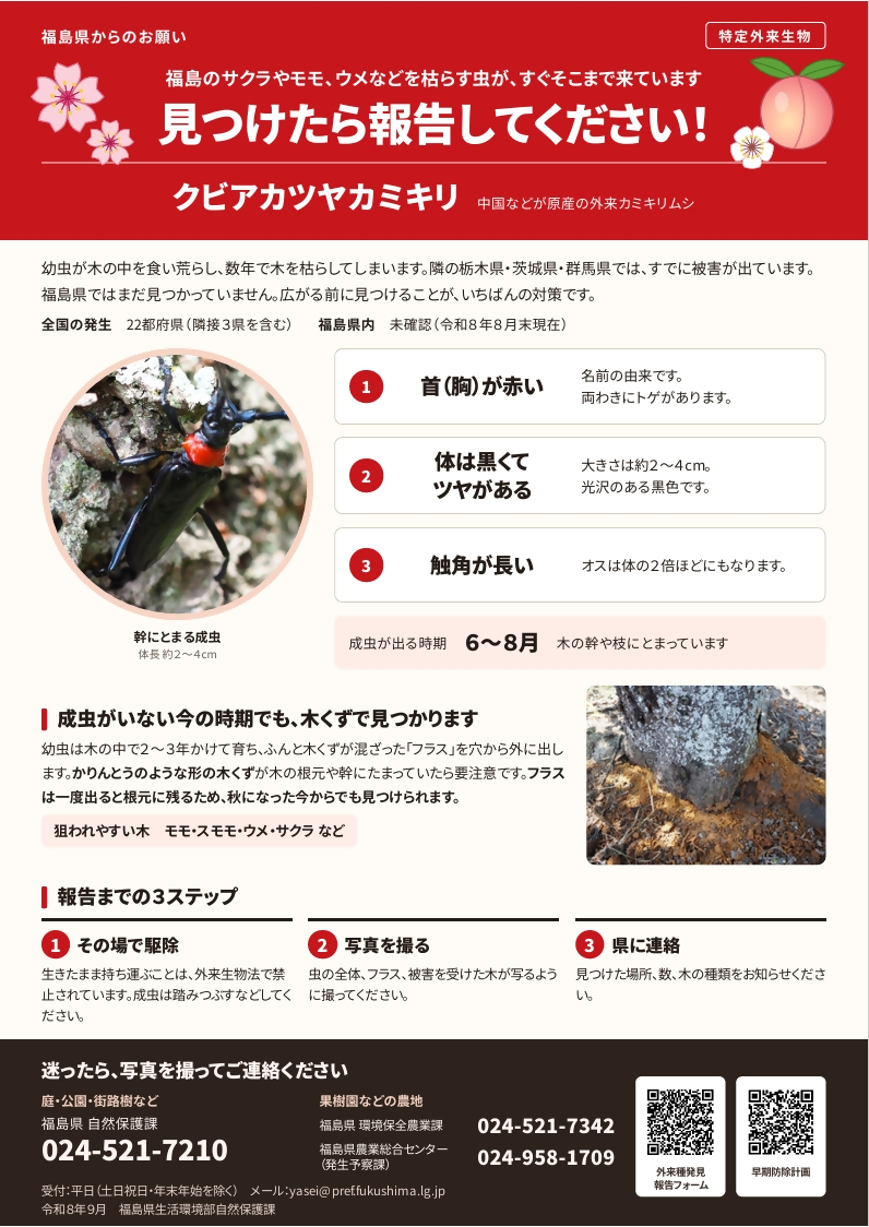 クビアカツヤカミキリ注意喚起チラシ